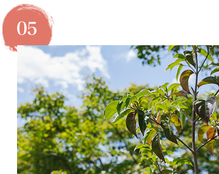 低価格ですが、個別区画の樹木葬です