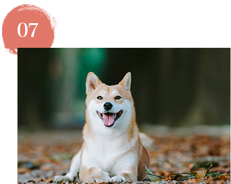 ペットと一緒に納骨可能